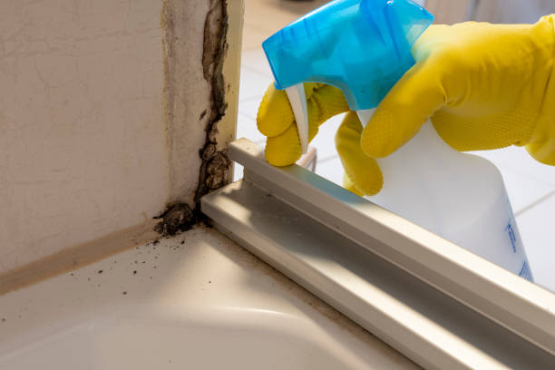 Best Kitchen Mold Remediation in Little Rock, AR