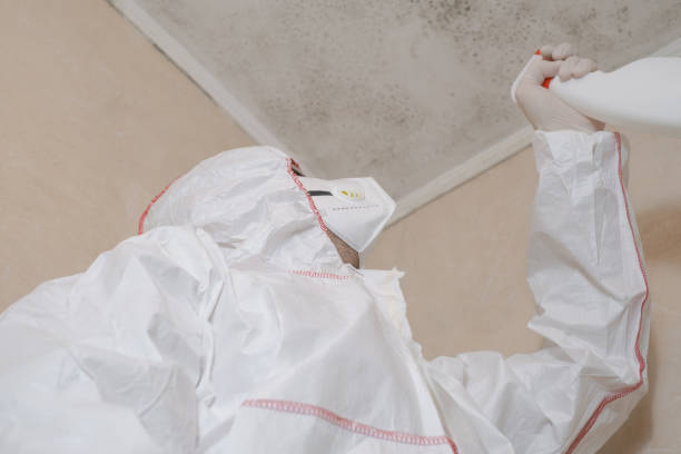 Best White Mold Remediation in Little Rock, AR