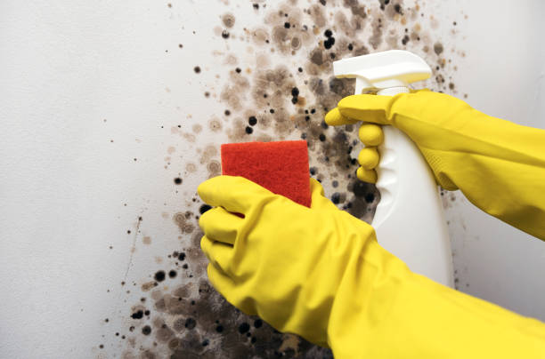 Best Basement Mold Remediation in Little Rock, AR