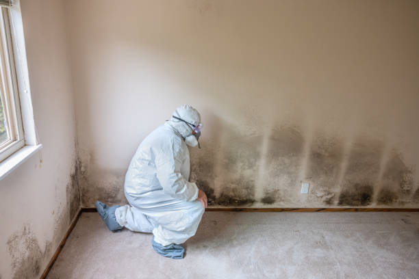 Best Health and Safety Mold Remediation in Little Rock, AR