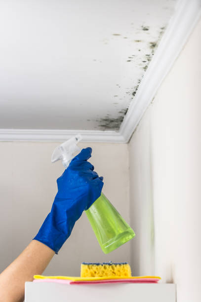 Best Kitchen Mold Remediation in Little Rock, AR